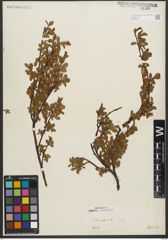 Foto von Salix retusa L.
